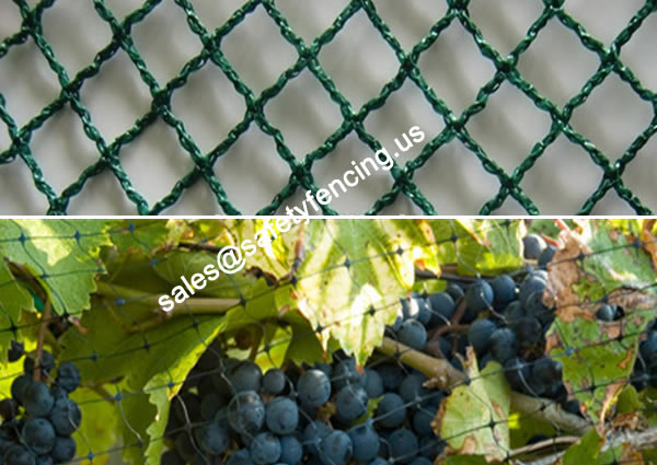 Warp Knotted Plastic Netting for Grape Yard Safety
